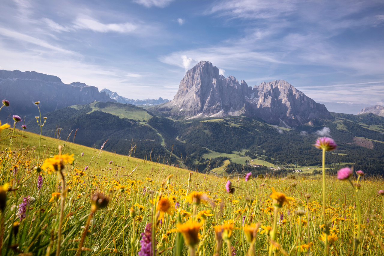 Flowering Dolomites, la fioritura in alta montagna