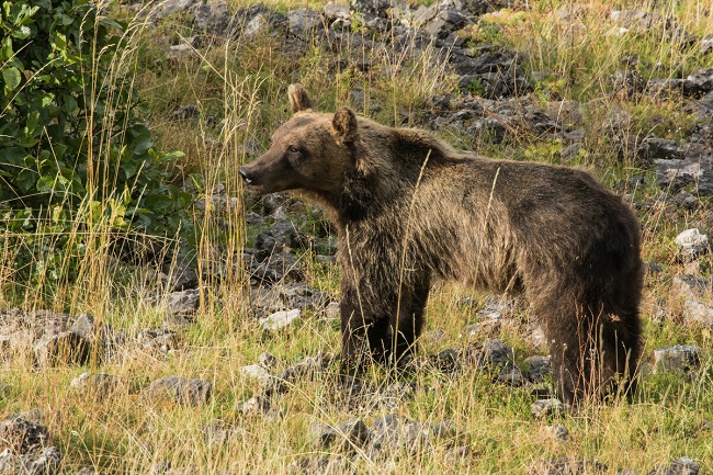 Carlo Spinelli ( IdD ), orso M91 un abbattimento che sa di esecuzione