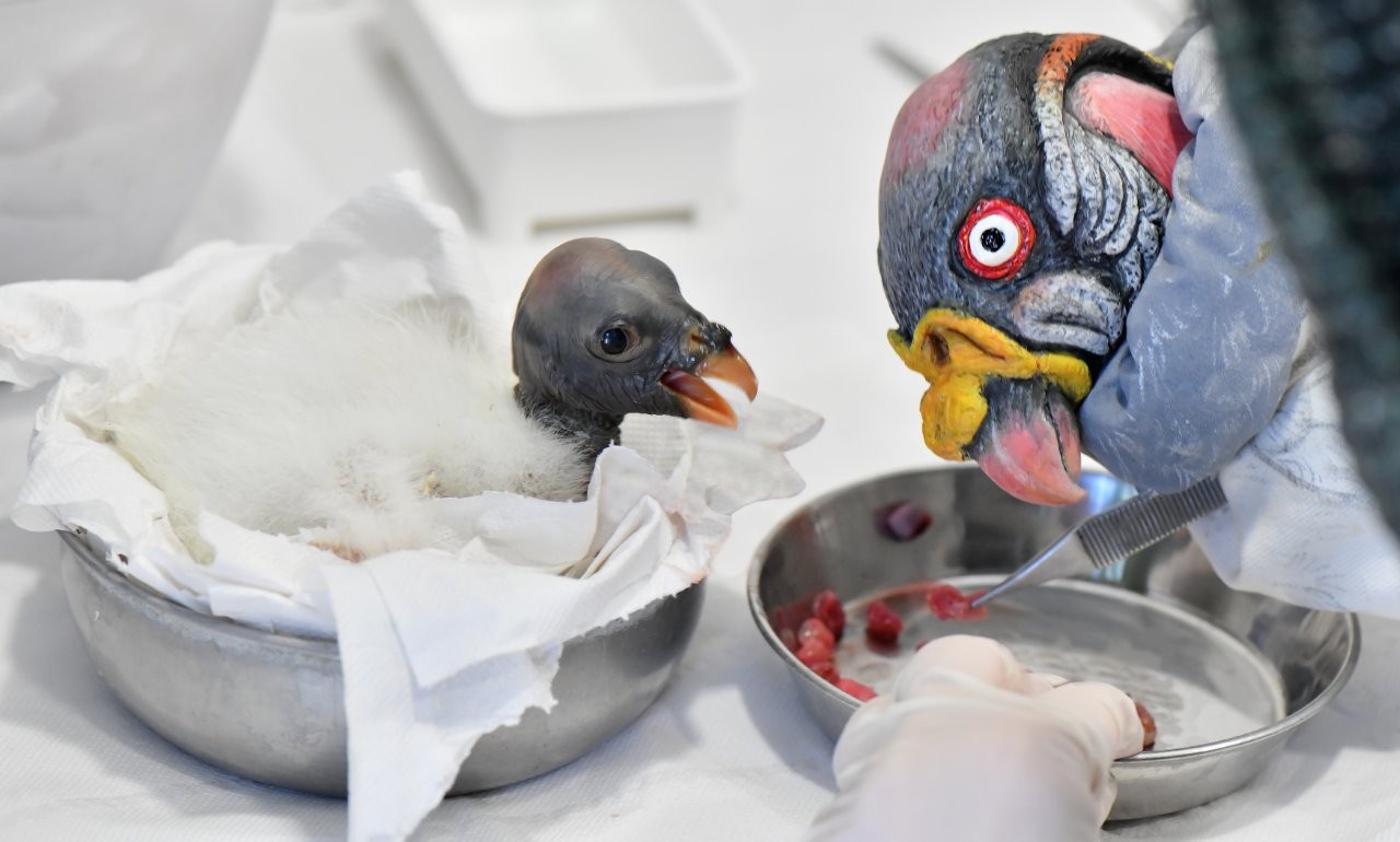 Nato un raro avvoltoio papa al Bioparco di Roma