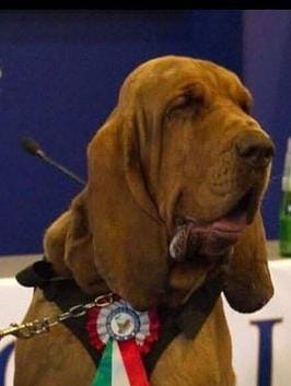 Ucciso Bruno, cane eroe: la Guardia Nazionale Ambientale chiede giustizia
