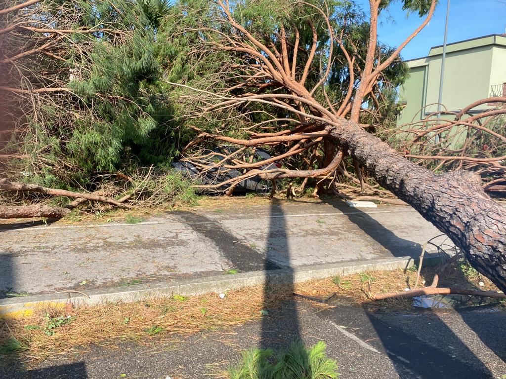 Alberi caduti per il maltempo, chiusa la ss 309 “Romea” – Ravenna24ore.it