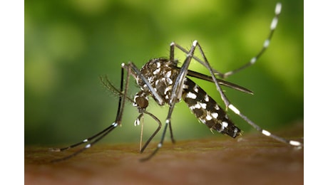 Febbre del Nilo, 727 casi e 54 decessi: il virus circola in 83 province