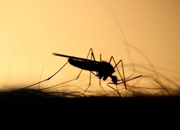Imola, West Nile Virus, il Comune dispone disinfestazioni straordinarie per eventi all’aperto