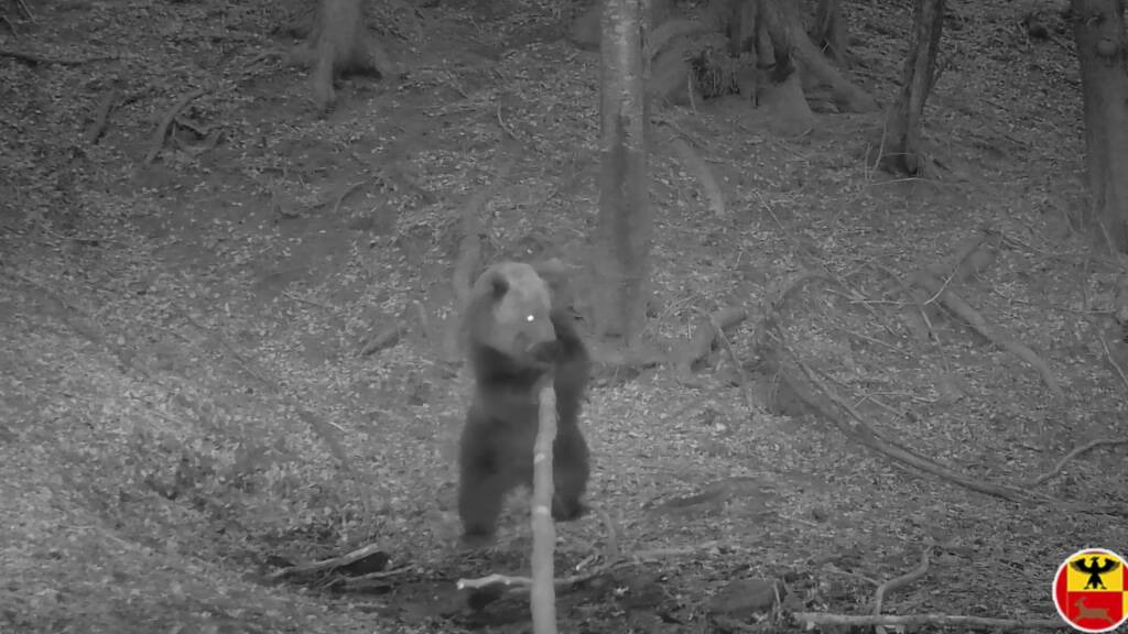 “L’orso bruno torna sulle Orobie”: avvistamento in Alta Valle Seriana
