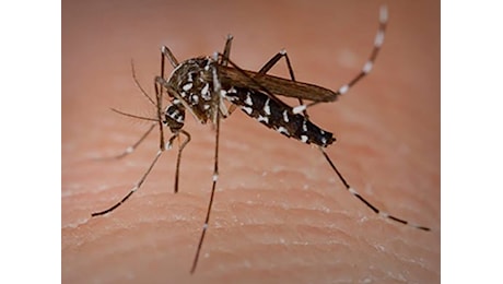 West Nile a Genova, secondo caso in una settimana: ricoverato un uomo di 86 anni