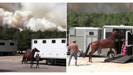 Incendio di Fontainebleau: i cavalli messi in salvo mentre il fuoco minaccia il centro ippico