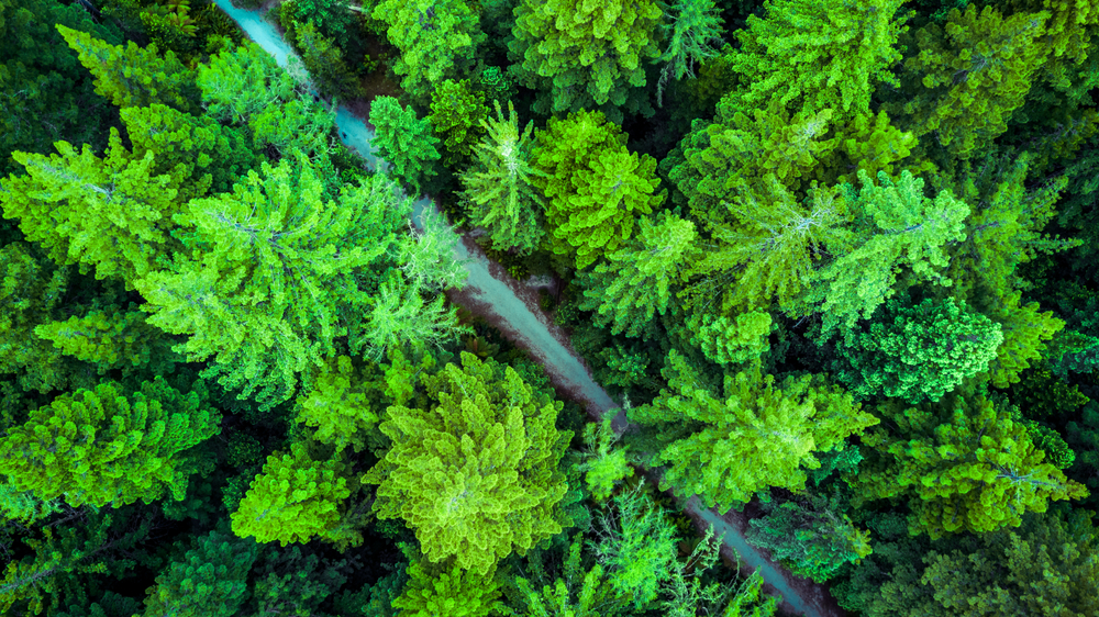 Chi aiuta le foreste