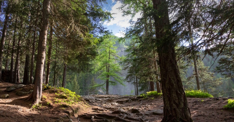 Crescono le foreste europee, ma le aziende del legno dipendono dall’estero