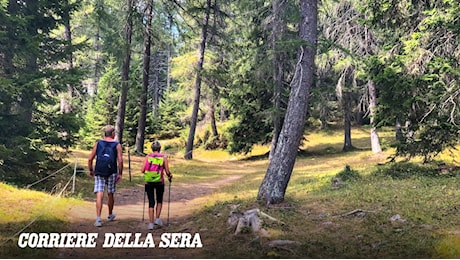 Zecche a Belluno, aumentano i ricoveri: sette pazienti dall'inizio dell'anno