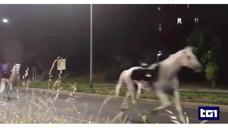 La fuga dei cavalli, vigili coinvolti esclusi dalla sfilata del 2 giugno - RaiNews
