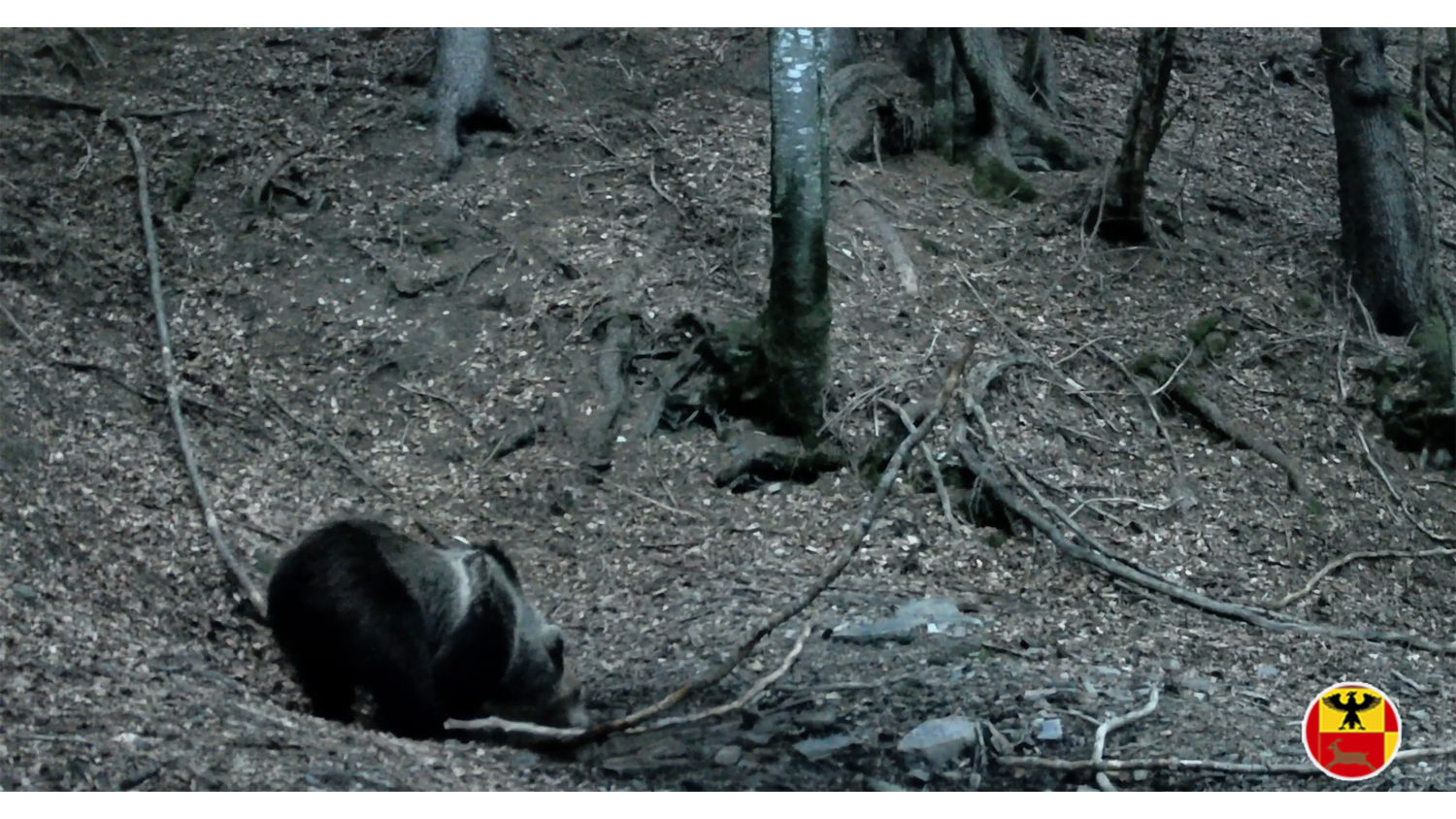 Gandellino e Valbondione: un orso bruno filmato a Vigna Soliva