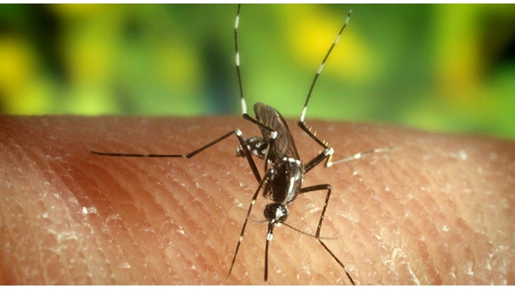 West Nile, primo caso a Padova: paziente ricoverato con febbre molto alta - Il Gazzettino