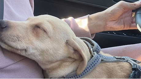 Silvia Provvedi presenta Giulietta, la nuova cagnolina di famiglia: il nome scelto dalla figlia Nicole