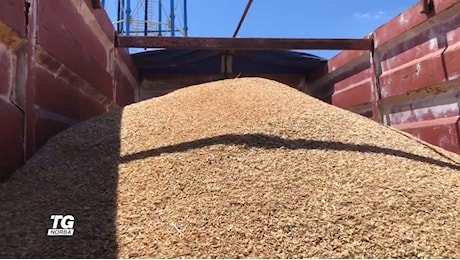 Grano duro, raccolto di qualità ma mercato in crisi: l’allarme di Confagricoltura Ravenna