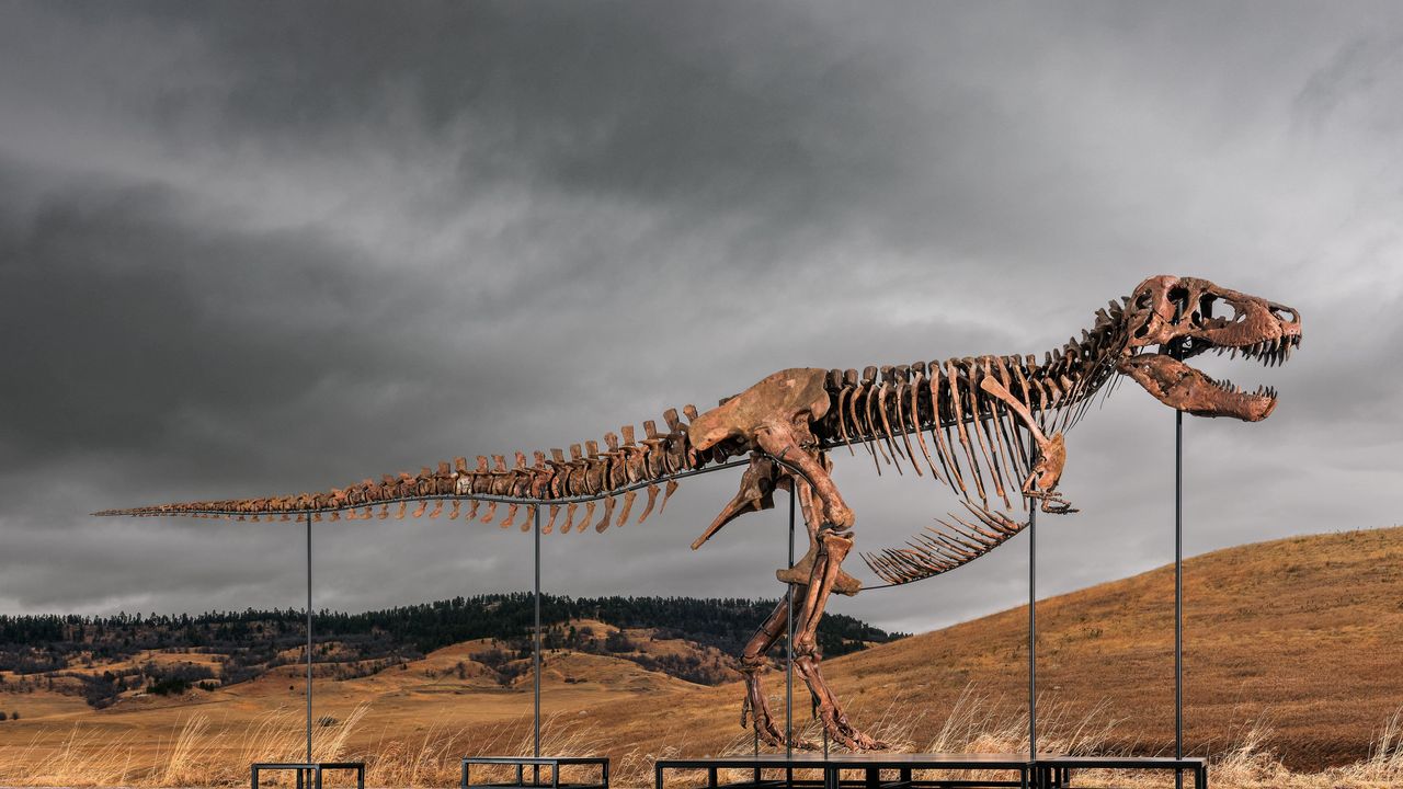 Da Mary Anning a Gus, il nuovo lusso di collezionare dinosauri: «I milionari cercano oggetti unici e impossibili da replicare»