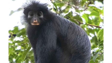 Scoperta una nuova specie di scimmia nel cuore del Congo (ma è già in pericolo)