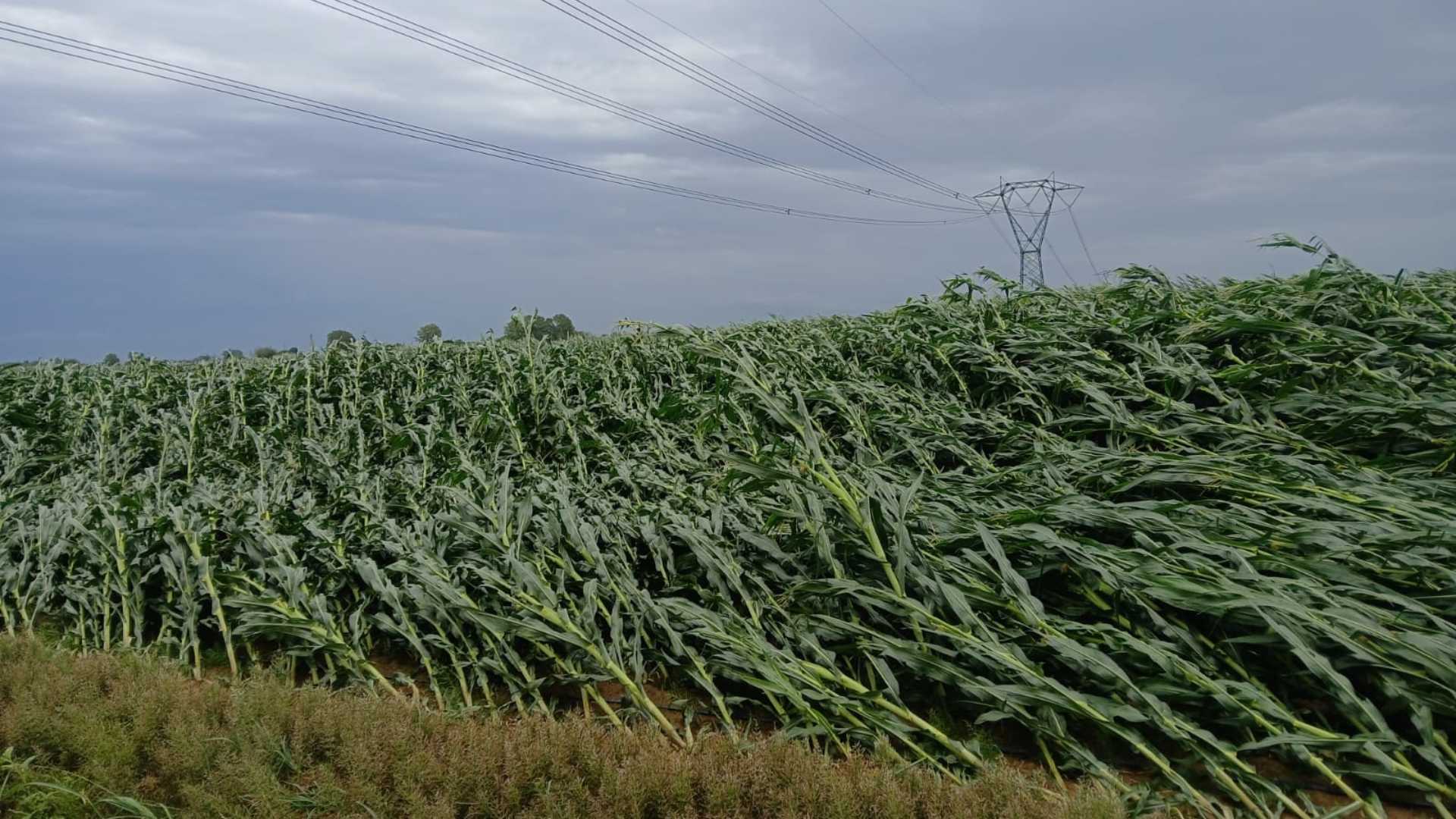 Maltempo con vento e grandinate: danni a mais e vigne