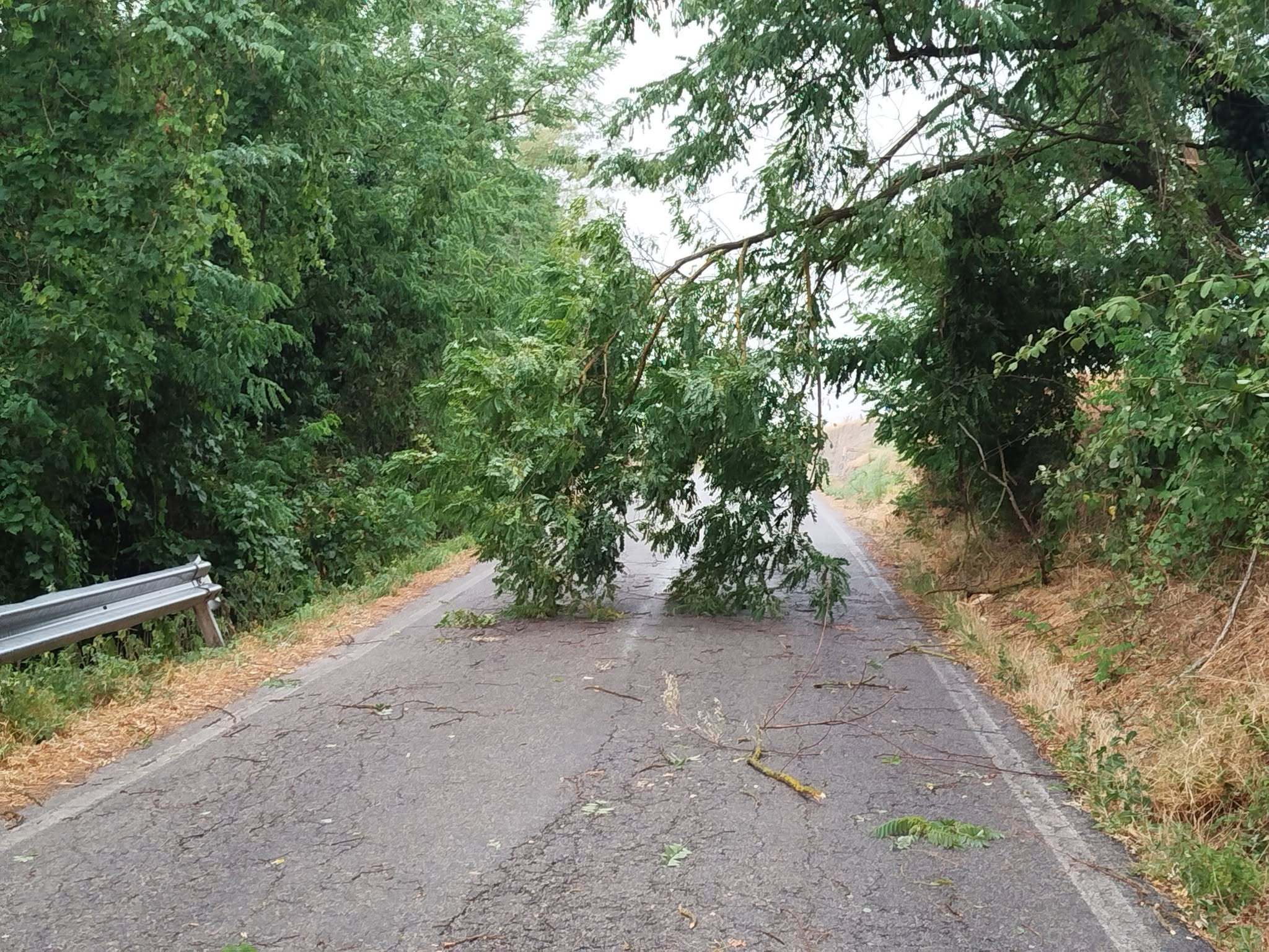 Maltempo: alberi danneggiate nel Monregalese