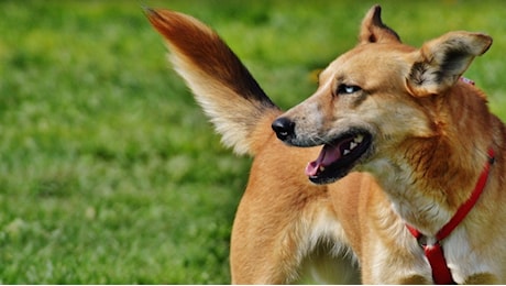 Morso di cane e rabbia: Yvonne Ford muore mesi dopo un graffio in Marocco