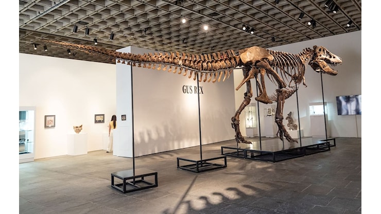 Scheletro di T-Rex in vendita all'asta da Sotheby's: valutato 30 milioni di dollari - Sky TG24