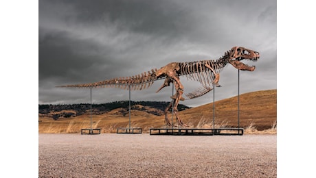 Gus, lo scheletro di T-Rex venduto per 50,1 milioni di dollari: è il fossile più costoso della storia