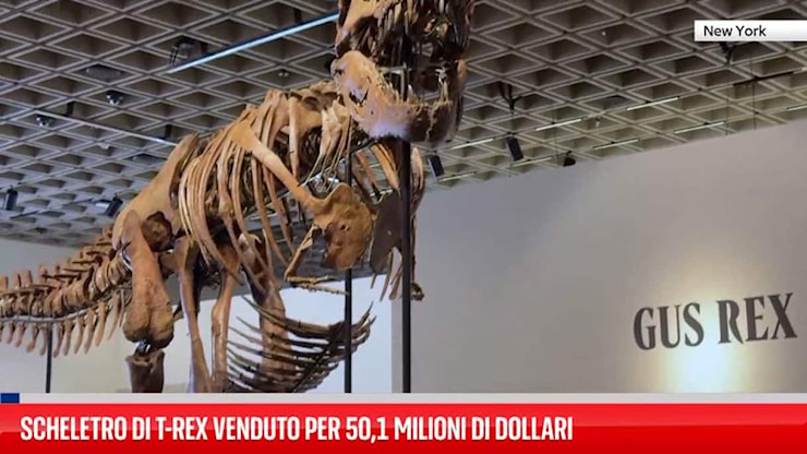 Scheletro di T-Rex venduto per 50,1 milioni di dollari - Sky TG24