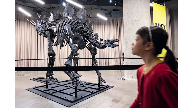 Jurassic cash: i miliardari fanno a gara per comprare il T-Rex da 30 milioni di dollari - panorama.it
