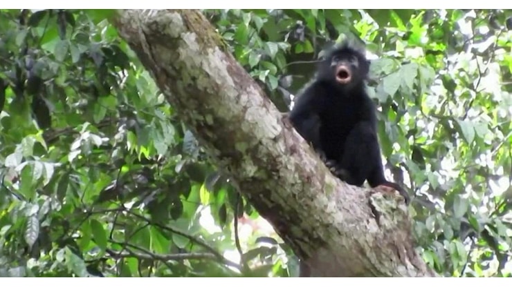 È una nuova specie di scimmia: le immagini del rarissimo Likweli del Congo - RaiNews