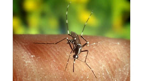 West Nile, a Genova scatta la disinfestazione dopo il primo decesso: tre quartieri coinvolti