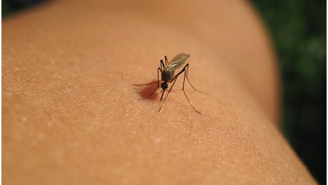 Virus West Nile, allarme in Emilia-Romagna per la diffusione precoce e i primi casi a Novara