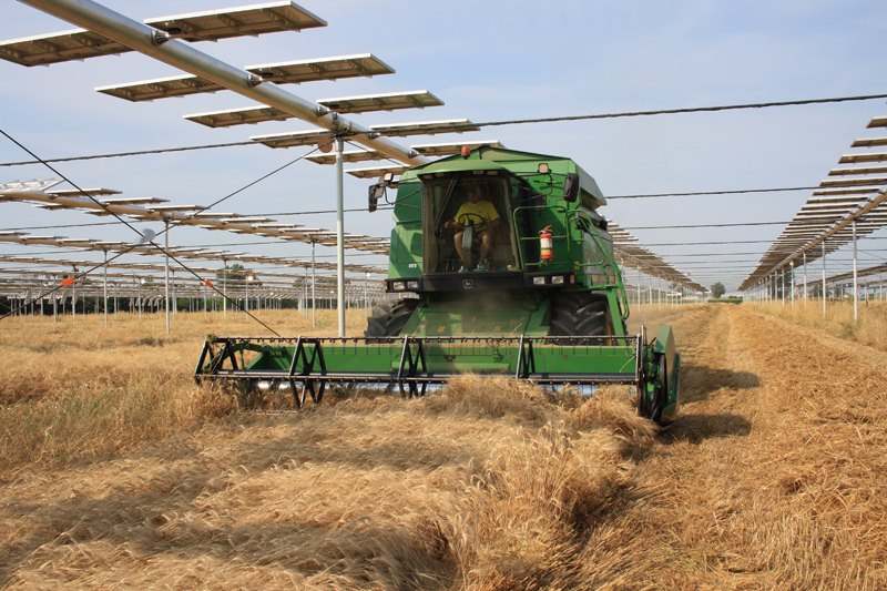 REVOLUTION ENERGY MAKER: PRIMO RACCOLTO DI GRANO SOTTO L’IMPIANTO AGROVOLTAICO DI MONTICELLI D’ONGINA (PC)
